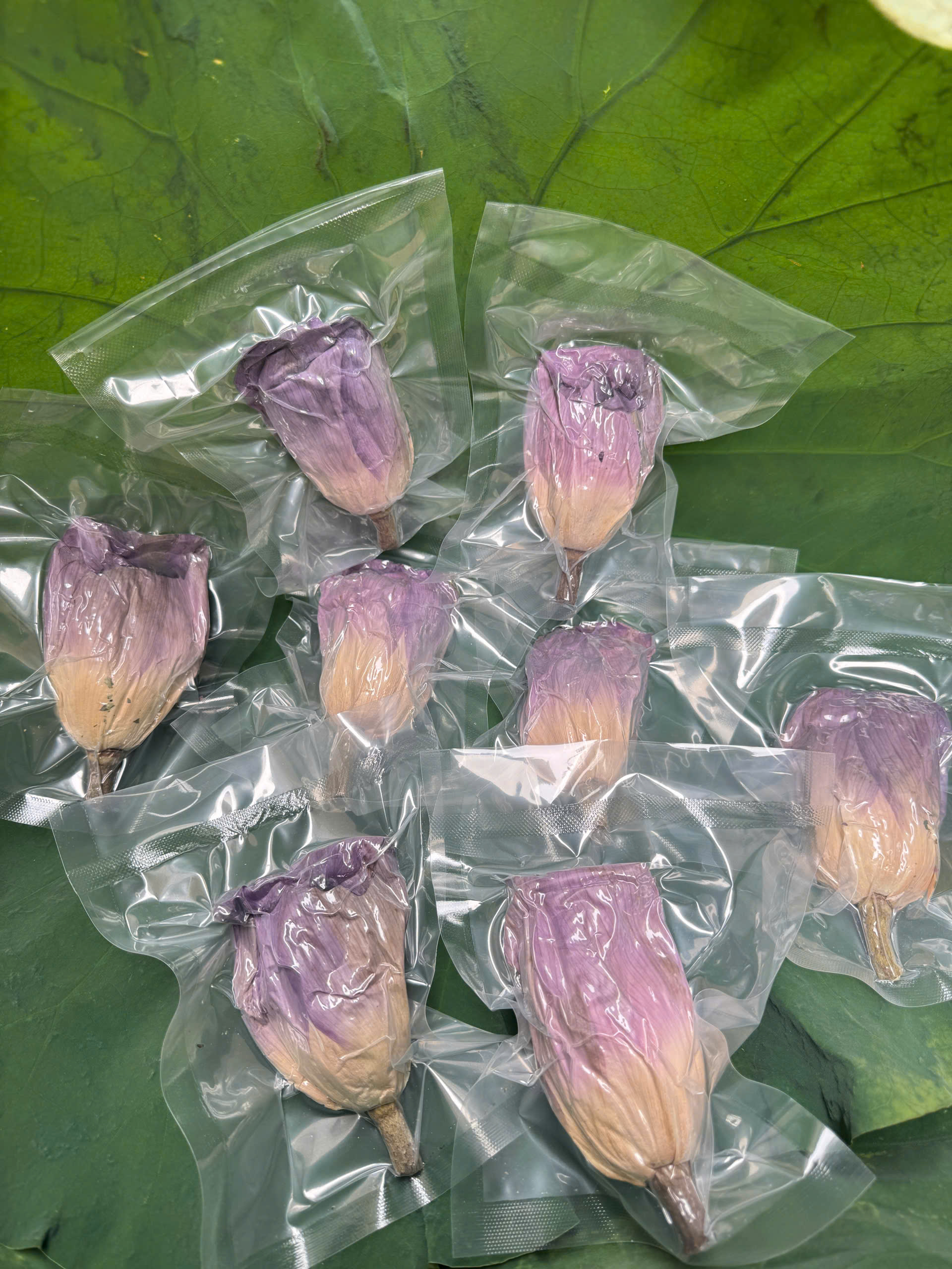 Hộp 6 Bông Sen Tây Hồ Sấy Thăng Hoa