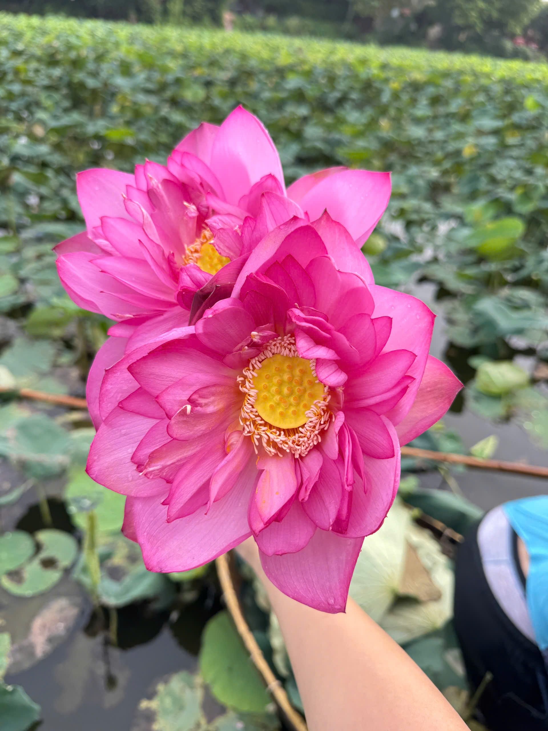 Trà Tân Cương Ướp Sen - Ảnh 2