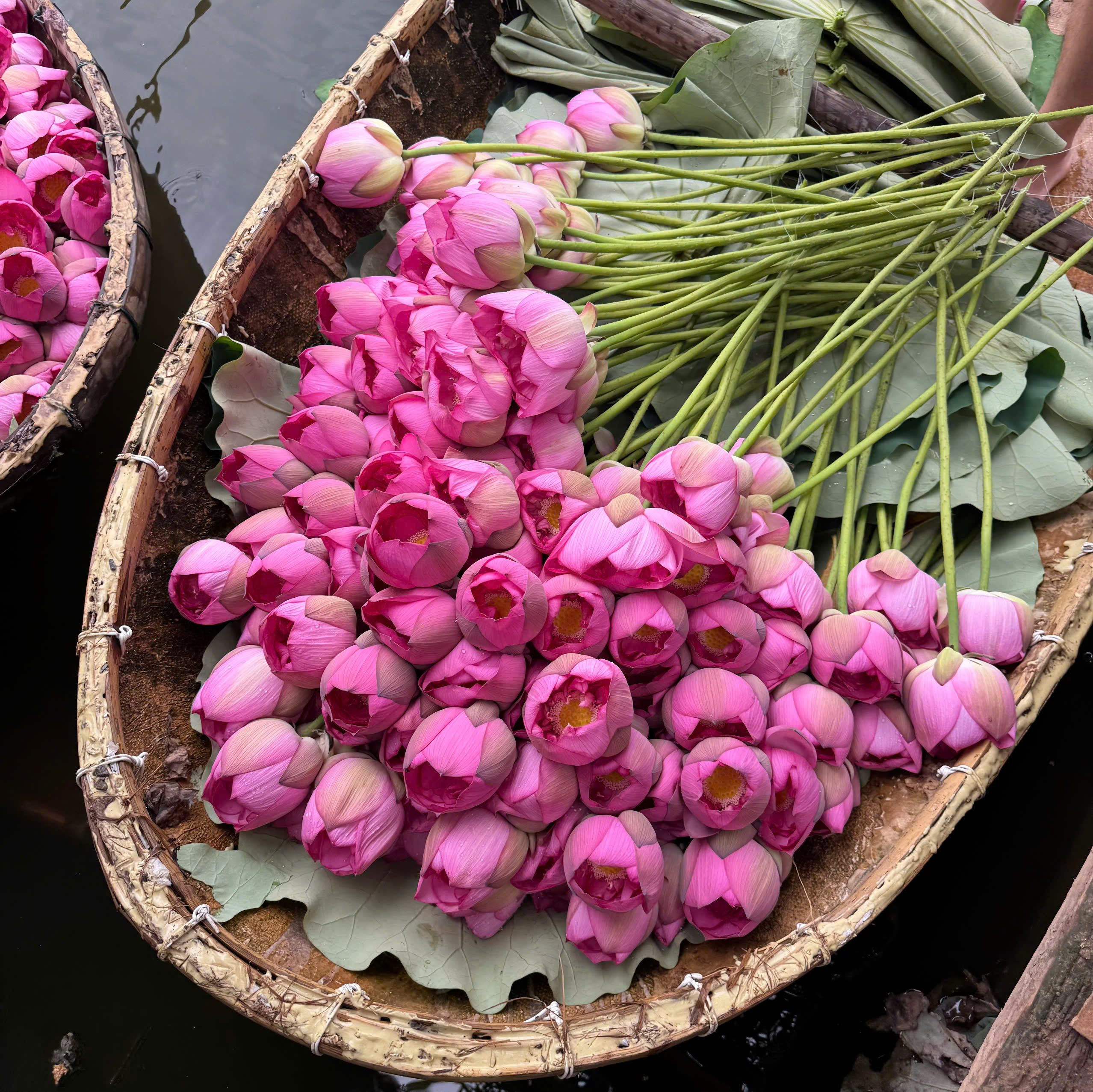 Hộp 6 Bông Sen Tây Hồ Sấy Thăng Hoa - Ảnh 2