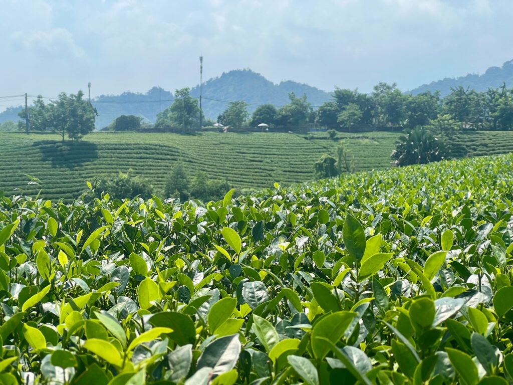Vùng trồng trà Tân Cương Thái Nguyên