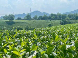 Vùng trồng trà Tân Cương Thái Nguyên
