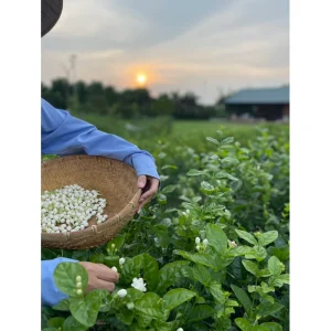 Trà Tân Cương Ướp Nhài